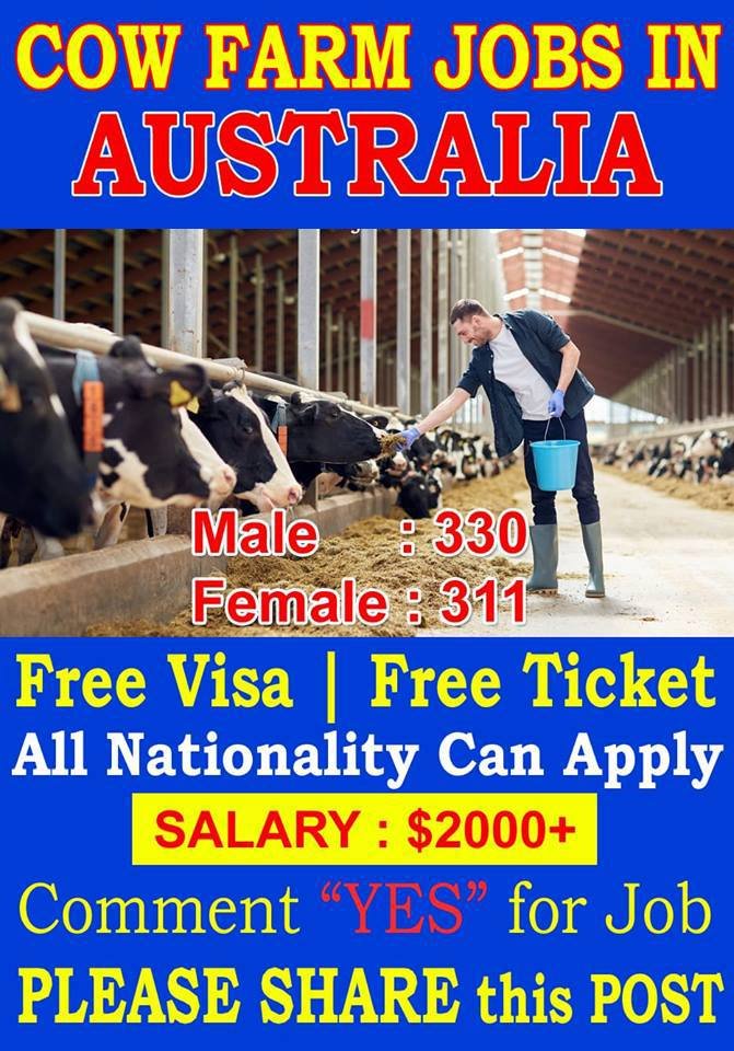 Cow Farm Jobs In Australia